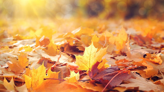 Haaruitval in de herfst: alles over seasonal shedding & herstel