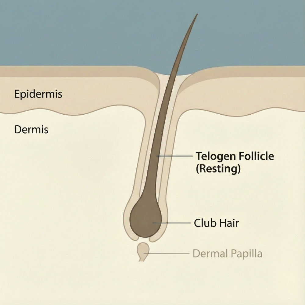 Illustratie van een haarfollikel in de telogene fase (rustfase), met clubhaar, epidermis, dermis en de dermale papil in rust.